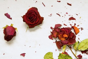 The Day After