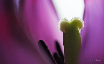 Tulip Macro