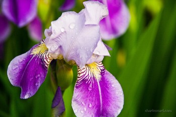Iris