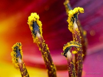 Pollen