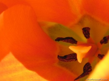 Early Tulip