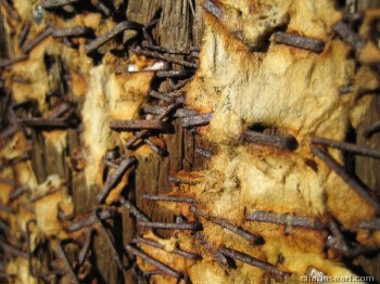 Rust