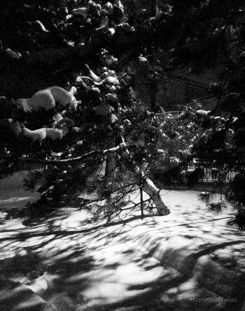 Snowy Shadows
