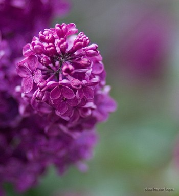 Lilacs