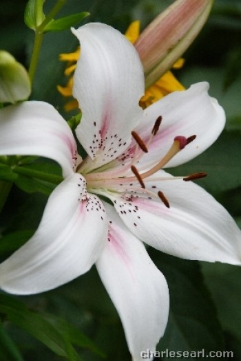 Lily #2