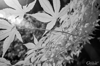 Maple Wave