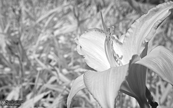 Lily