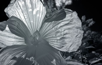 Backlit