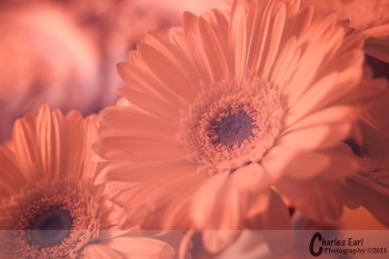 Gebera Daisies