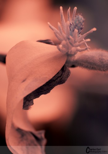 Spring Bud