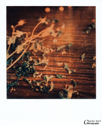 Garden Flowers