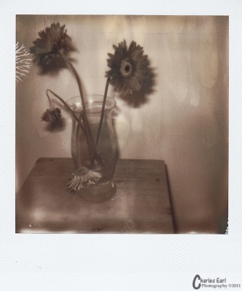 Gerbera Daises Day 2