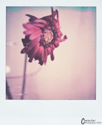 Gerbera Daisies Day 4