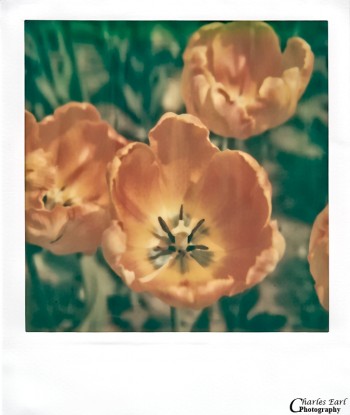 Artistic Tulip